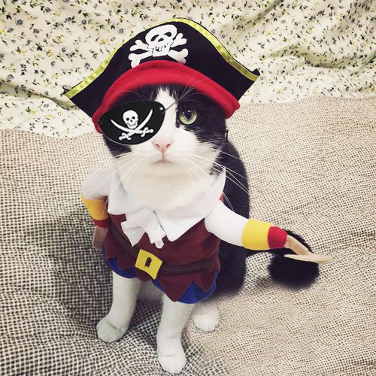 piratecat.jpg