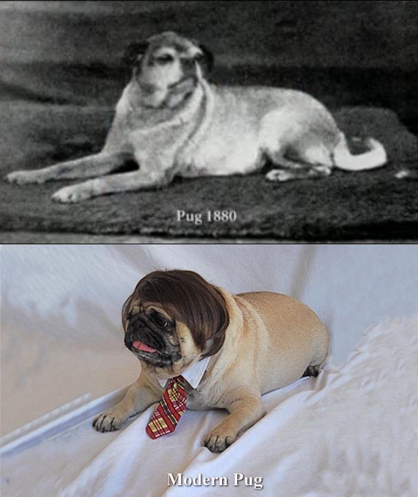 pugs_then_now.jpeg