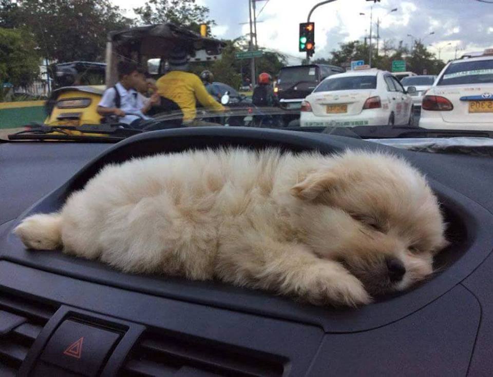puppy_sleeping_on_car_dashboard__6420825067.jpg