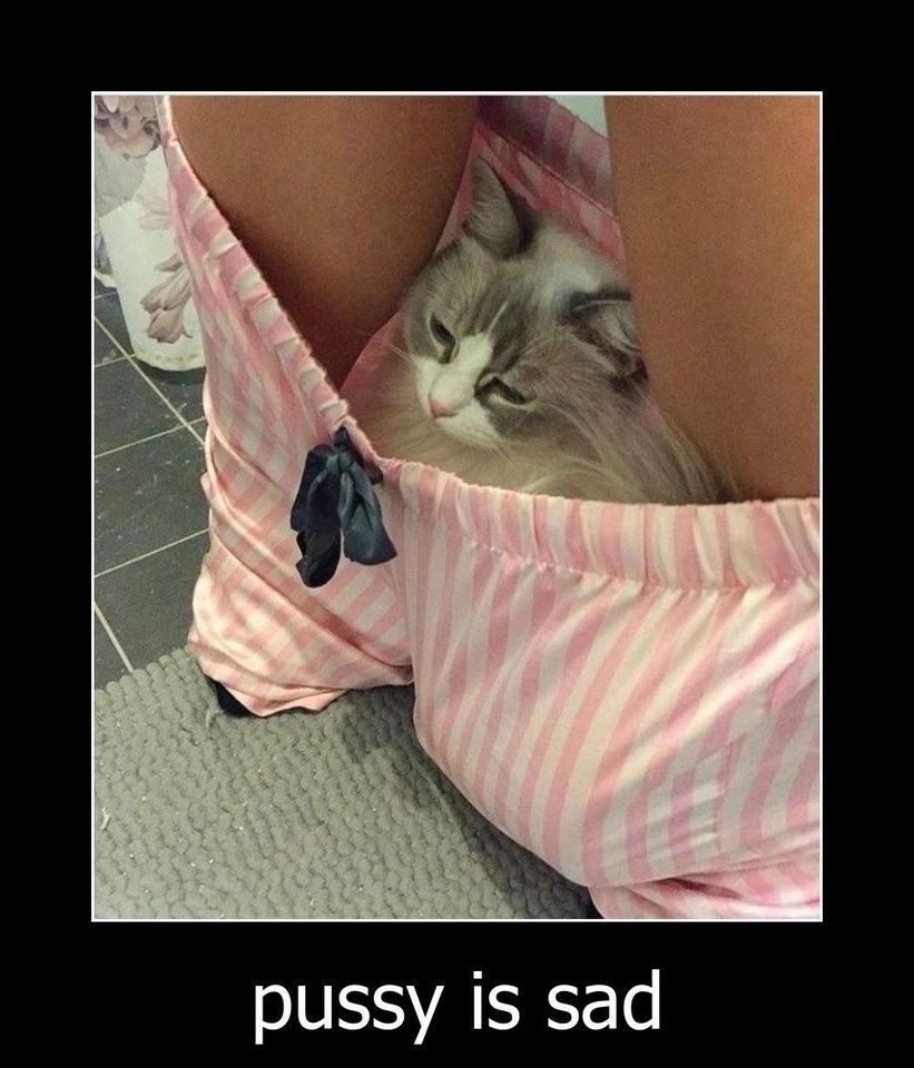 pusy.jpg