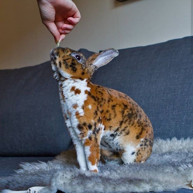 rabbit_n.jpg