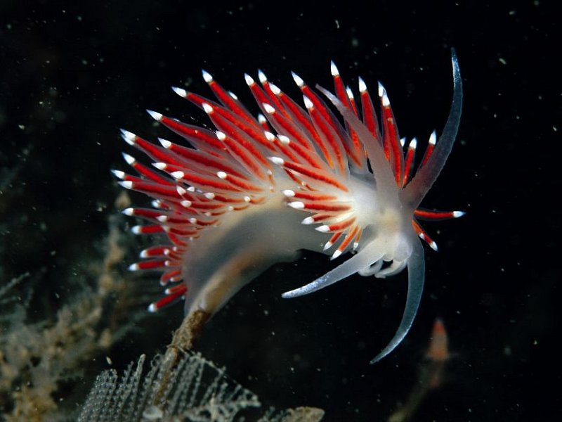 red spiny.jpg