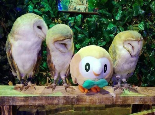 rowlet.jpeg