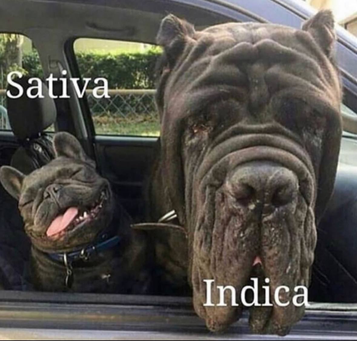 sativa.jpg