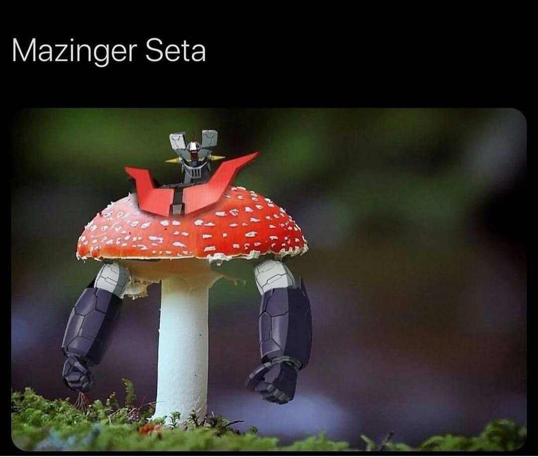 seta.jpg