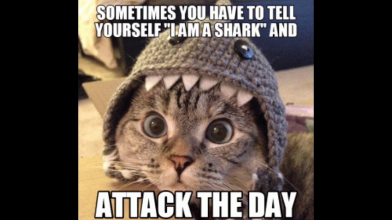 sharkcat.jpg