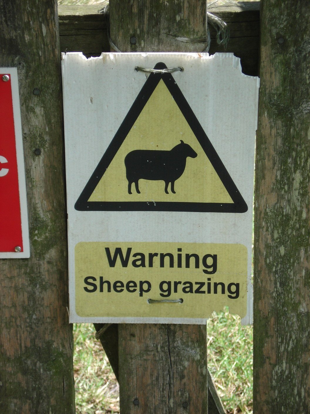 sheep_grazing.JPG