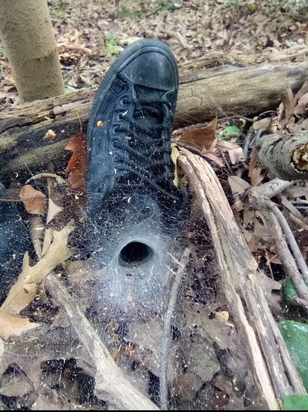 spider.jpg