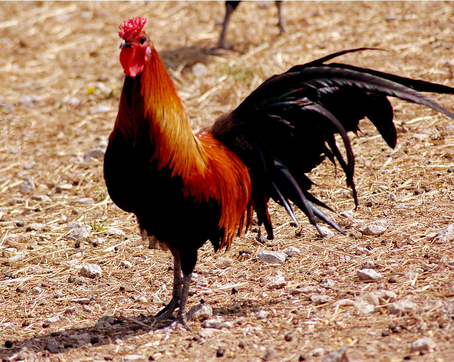the-rooster-cock-a-doodle-doo-leeann-mclanegoetz-mclanegoetzstudiollccom.jpg