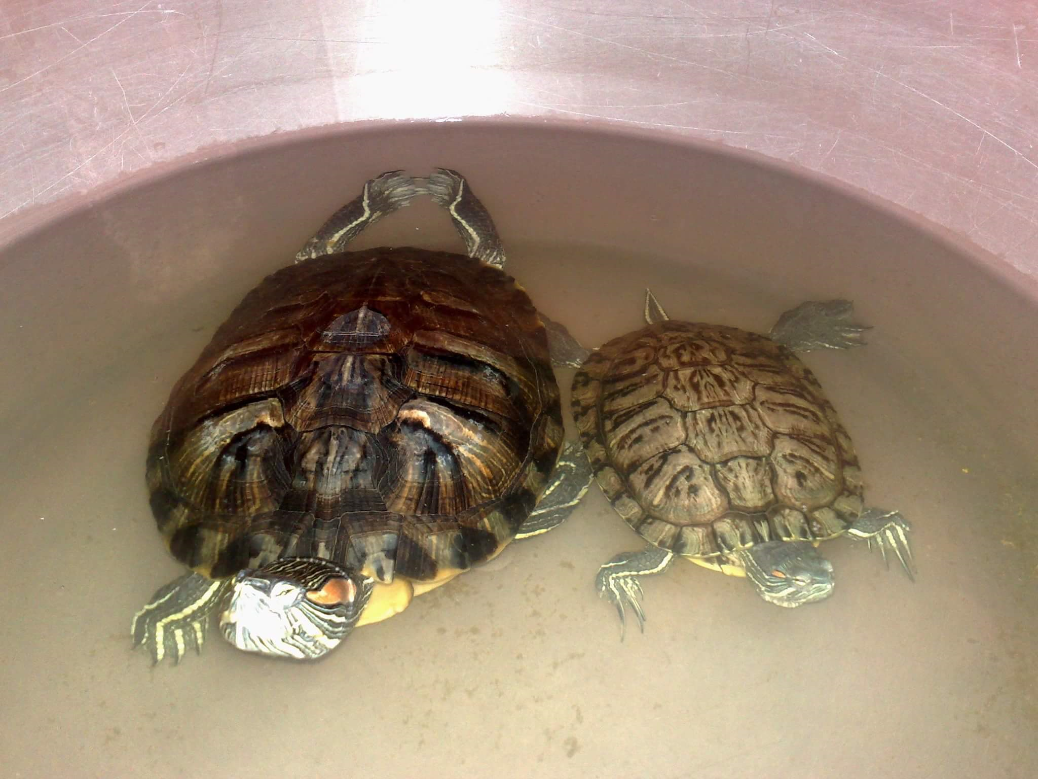 Tortugas.png