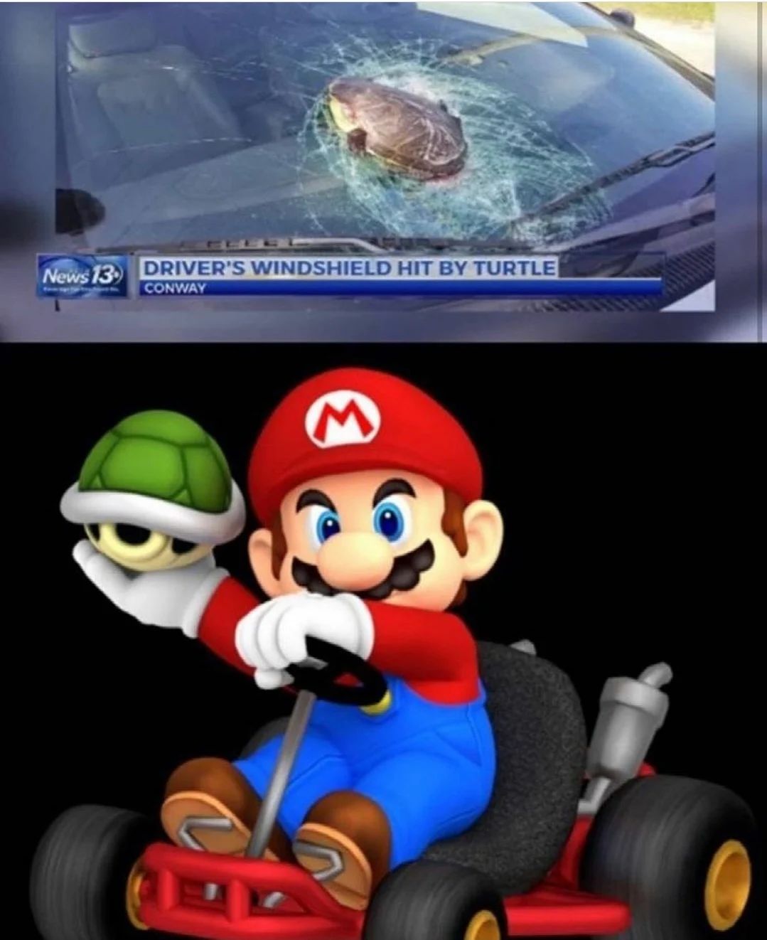 turtle-shell.jpg