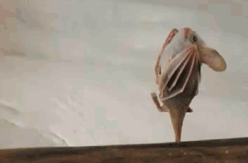 tvnPk3D.gif