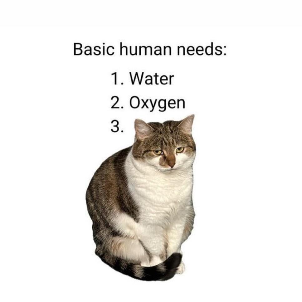 u9w5apl79vke1.jpeg
