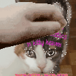 Untitled.gif