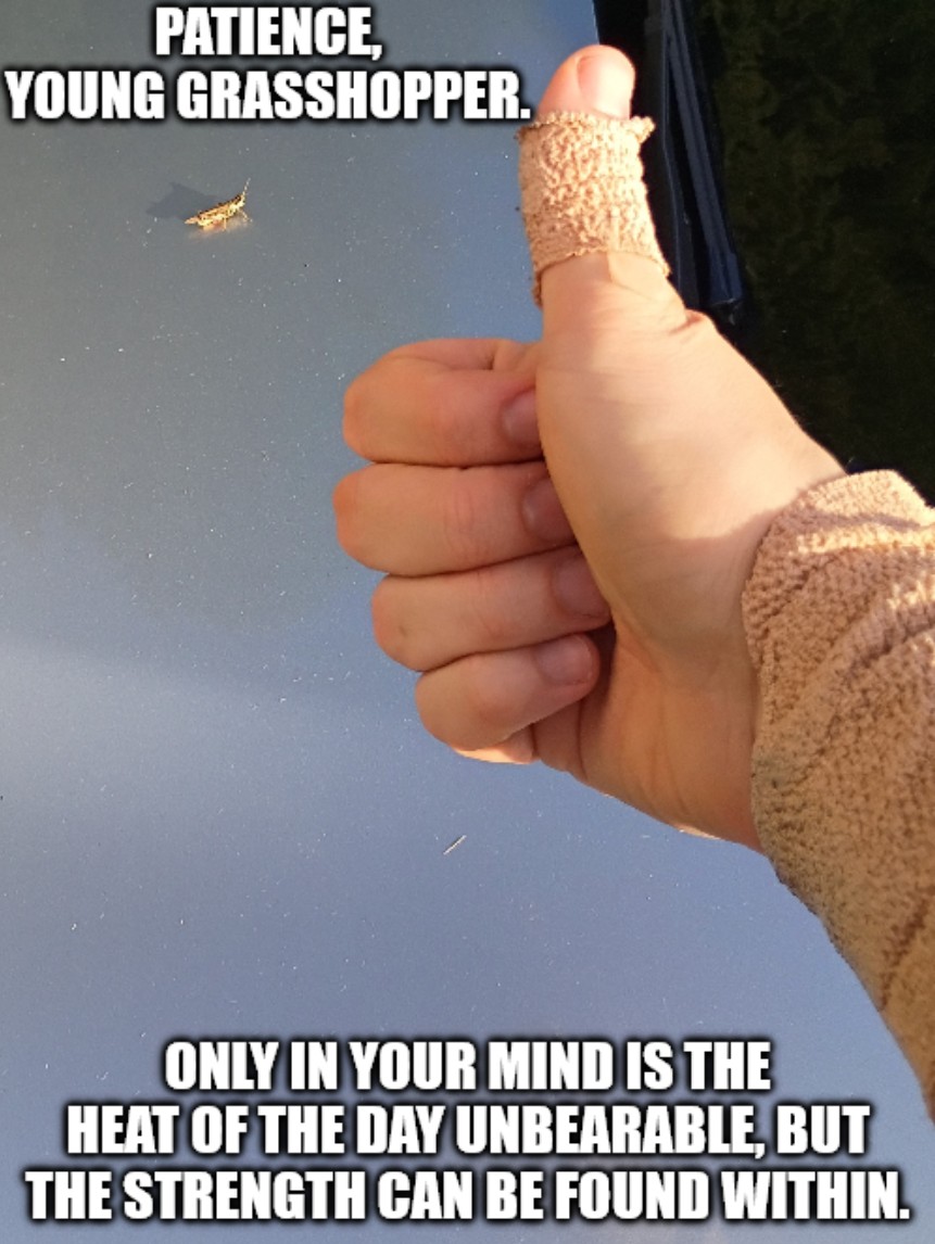 young grasshopper.jpg