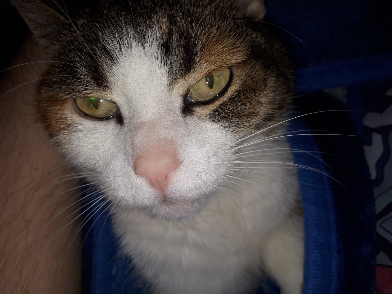 Zelda kitty.jpg