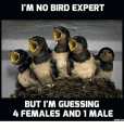 bird-expert.png