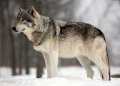 grey-wolf-3.jpg