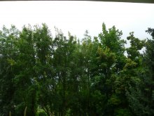 P1370268.JPG P1370268.JPG