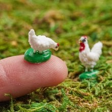 micro_miniature_chicken.jpg