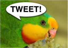 tweeting_parrot.jpg