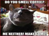 Coffee Cat.jpg