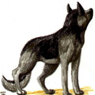 Lobim