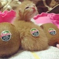 Kiwi_Kitten