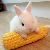 Bunneh_Wabbit