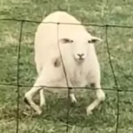 FreddyTheMeme