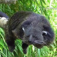 Binturong-Hitam