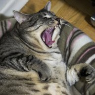 MingusCat