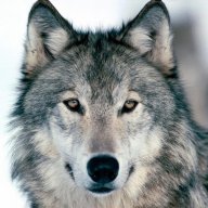 Wolfman_Customz