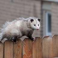 247possumremovalcanberra