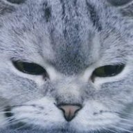 Zaneous