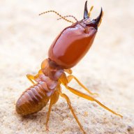 247termiteinspectionbrisb