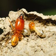 247termiteinspectioncanbe