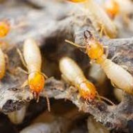 adelaidecontroltermite