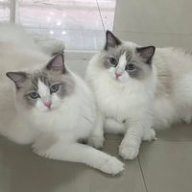 belusconi
