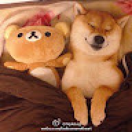 pigtao