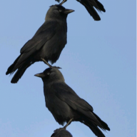 3BirdsWearingATrenchcoat
