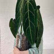 amaryllis