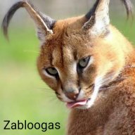 Zabloogas