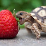 ProjectTurtle