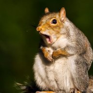 Squirrel_