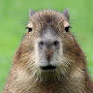 CapybaraFan11