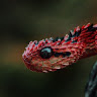 ACViper