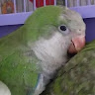 DomenicoPe