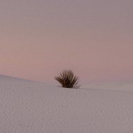 rose427