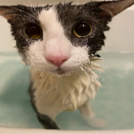 kitgamr